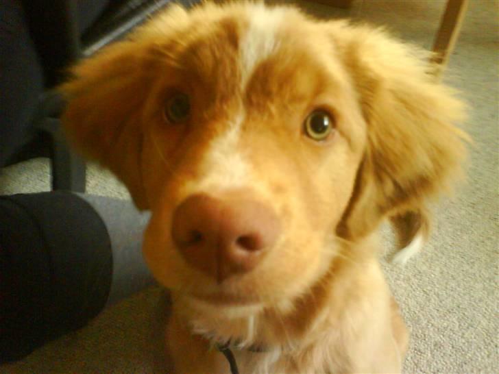 Nova scotia duck tolling retriever rufus billede 12