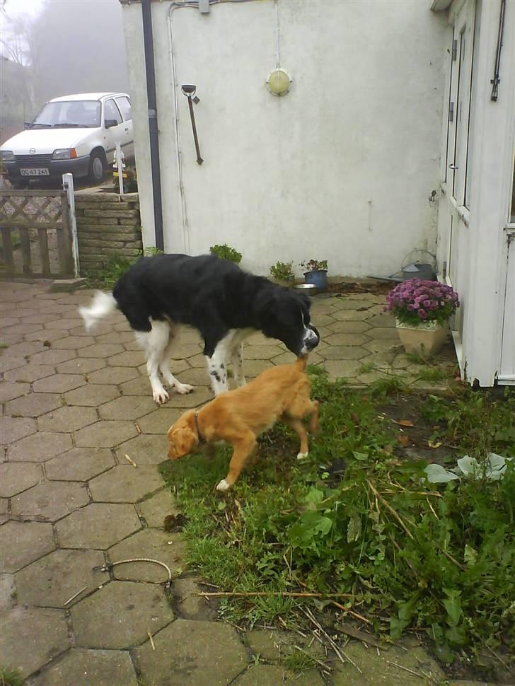 Nova scotia duck tolling retriever rufus - Rufus og vores gamle hund Cody billede 13