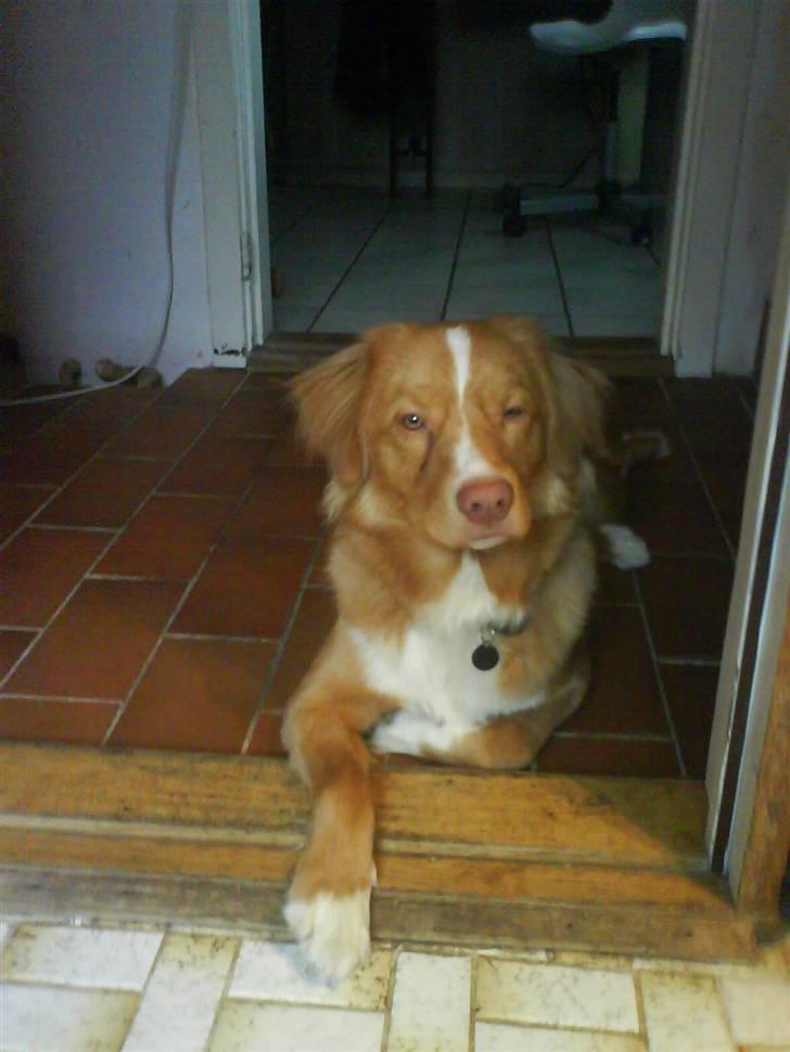 Nova scotia duck tolling retriever rufus billede 14