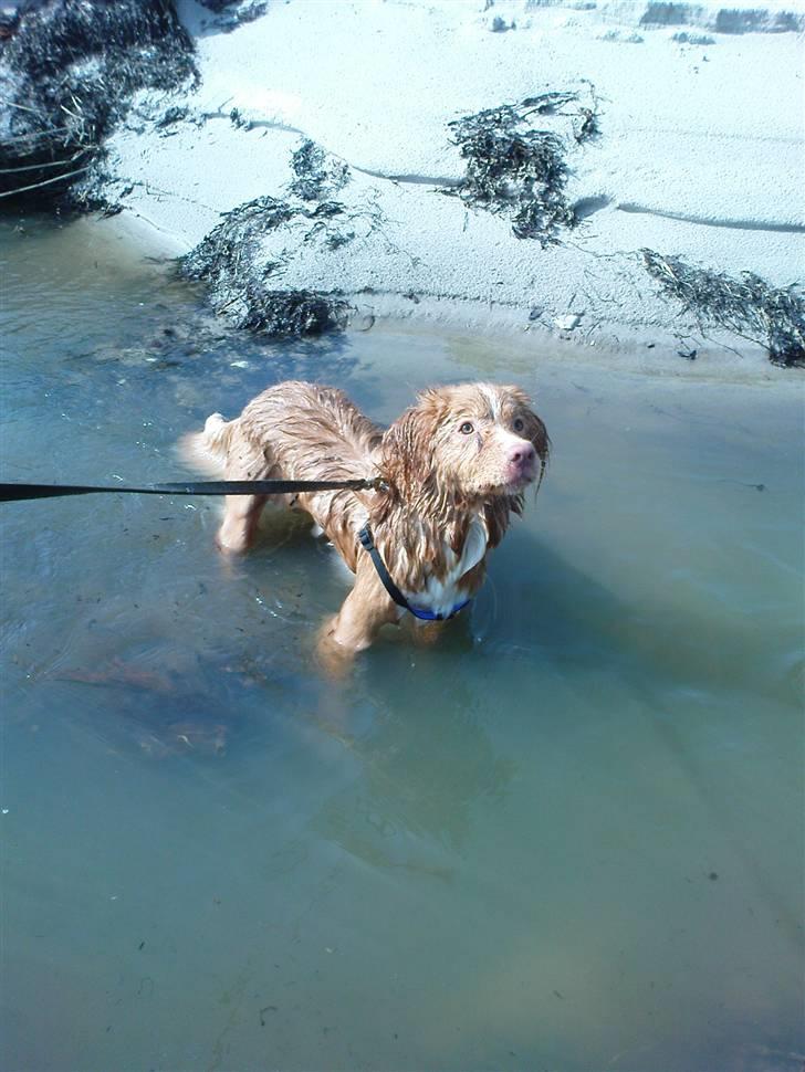 Nova scotia duck tolling retriever rufus - Rufus en tur med på stranden billede 15