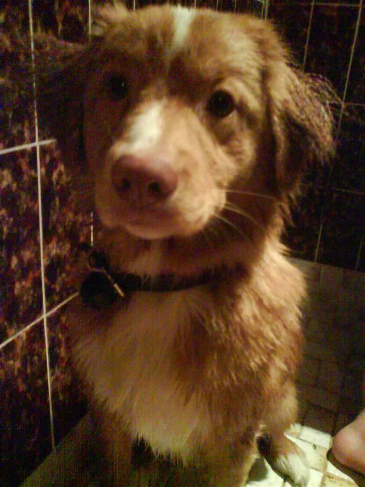 Nova scotia duck tolling retriever rufus billede 16