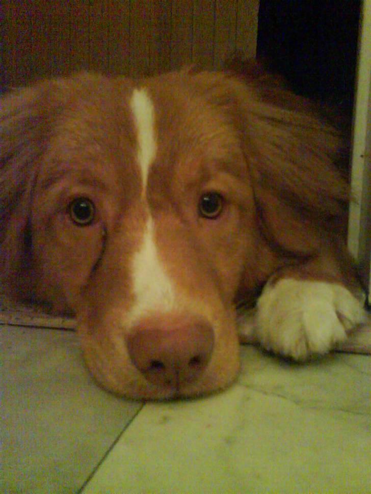 Nova scotia duck tolling retriever rufus billede 17