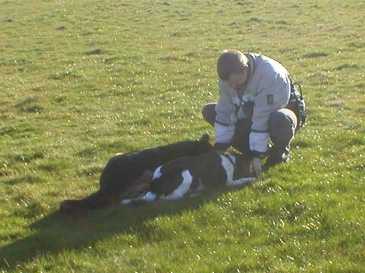 Blanding af racer R.I.P Flanhart - Her lære Lars mig og Laika nye triks billede 11