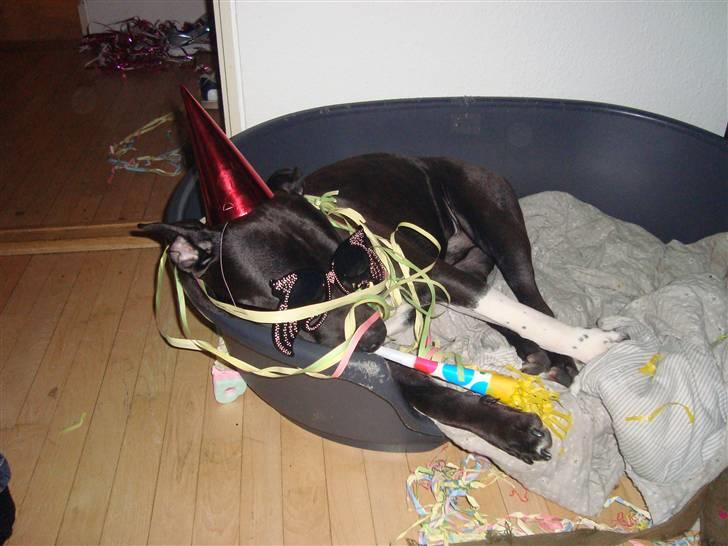 Amerikansk staffordshire terrier Zippo - GODT NYTÅRRR!!! billede 4