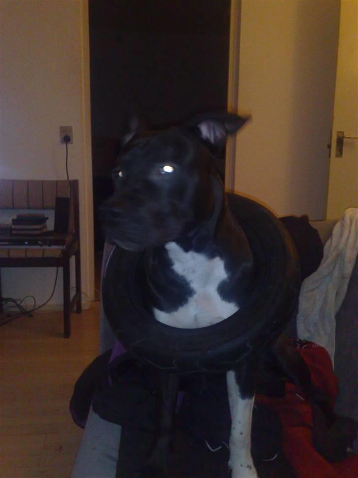 Amerikansk staffordshire terrier Zippo billede 5