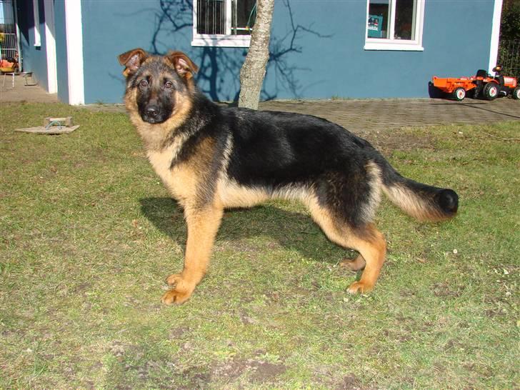 Schæferhund Plys' Bianca ( Solgt ) billede 1