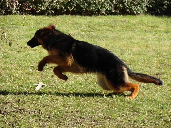 Schæferhund Plys' Bianca ( Solgt ) billede 2