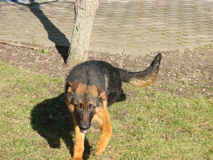 Schæferhund Plys' Bianca ( Solgt ) billede 3