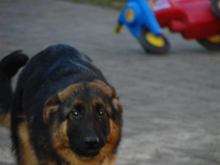 Schæferhund Plys' Bianca ( Solgt ) billede 4