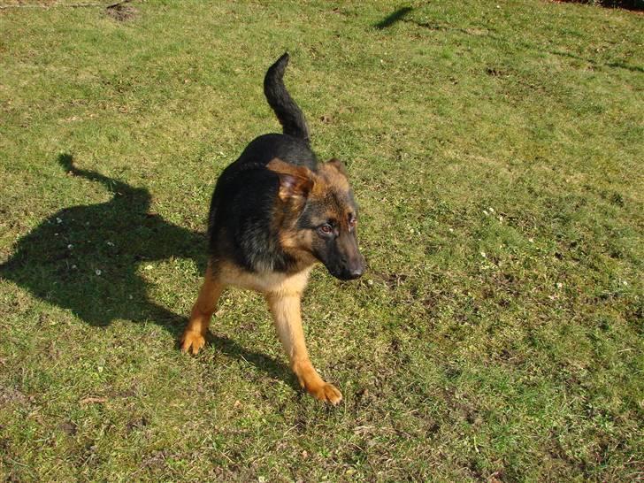 Schæferhund Plys' Bianca ( Solgt ) billede 5