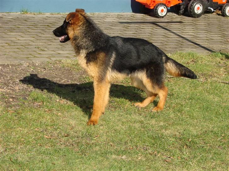 Schæferhund Plys' Bianca ( Solgt ) billede 6