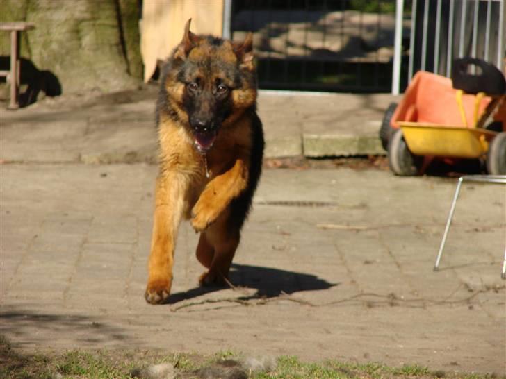 Schæferhund Plys' Bianca ( Solgt ) billede 7