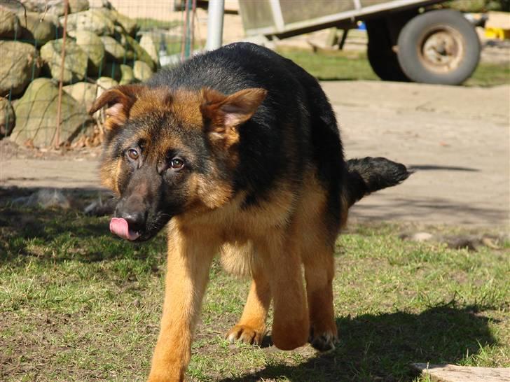 Schæferhund Plys' Bianca ( Solgt ) billede 8
