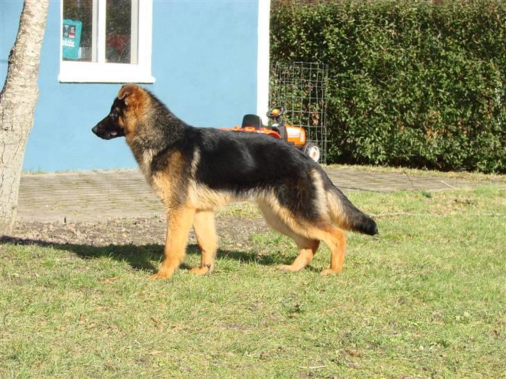 Schæferhund Plys' Bianca ( Solgt ) billede 9