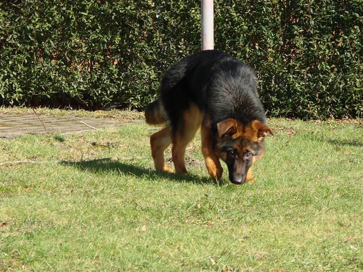 Schæferhund Plys' Bianca ( Solgt ) billede 10