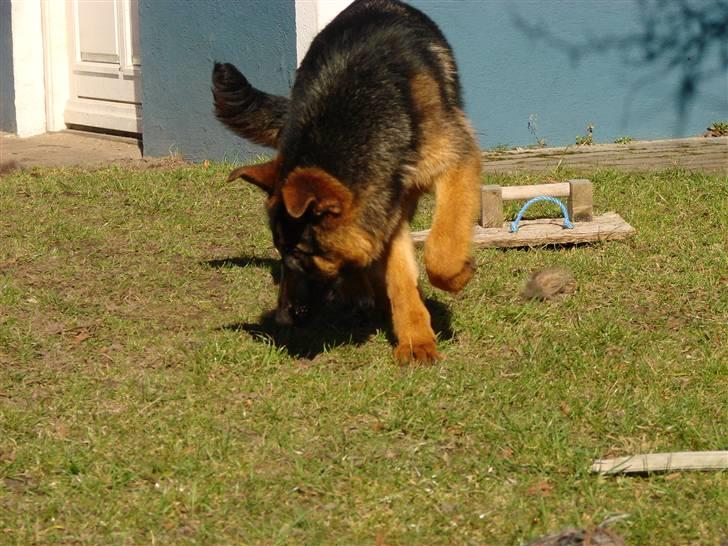 Schæferhund Plys' Bianca ( Solgt ) billede 11