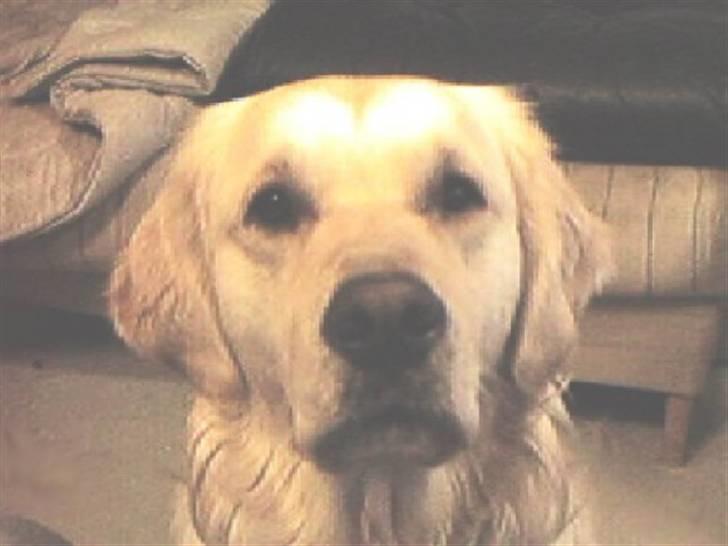 Golden retriever R.I.P Gombert  - Hej jeg var Gombert billede 1