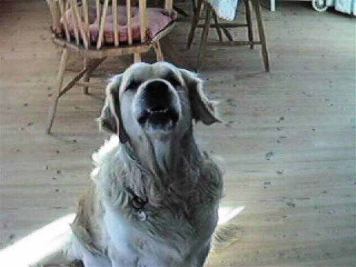 Golden retriever R.I.P Gombert  - Her synger jeg får far billede 3