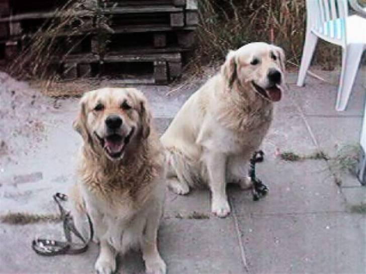 Golden retriever R.I.P Gombert  - Mig og min bror Ole billede 7
