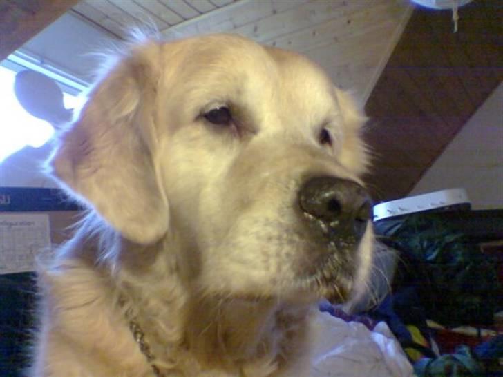 Golden retriever R.I.P Gombert  - Jeg kunne bruge megen tid på at se hunde film på tv billede 2