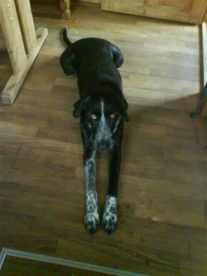 Blanding af racer Mille <3 R.I.P - Mille Miin Skath<33 Ligger midt på køkkengulvet ... xD ...<33 billede 12