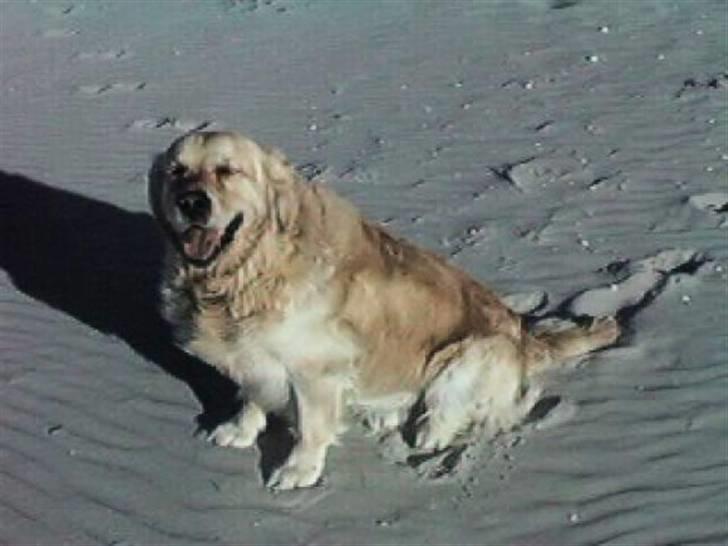 Golden retriever R.I.P Gombert  - Her er jeg ved min beste strand billede 4