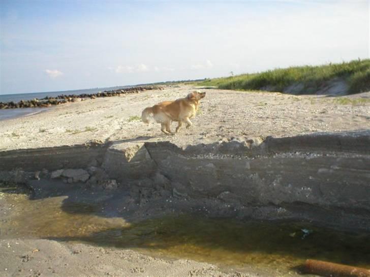 Golden retriever R.I.P Gombert  - Suse og fjolle rundt var godt billede 5