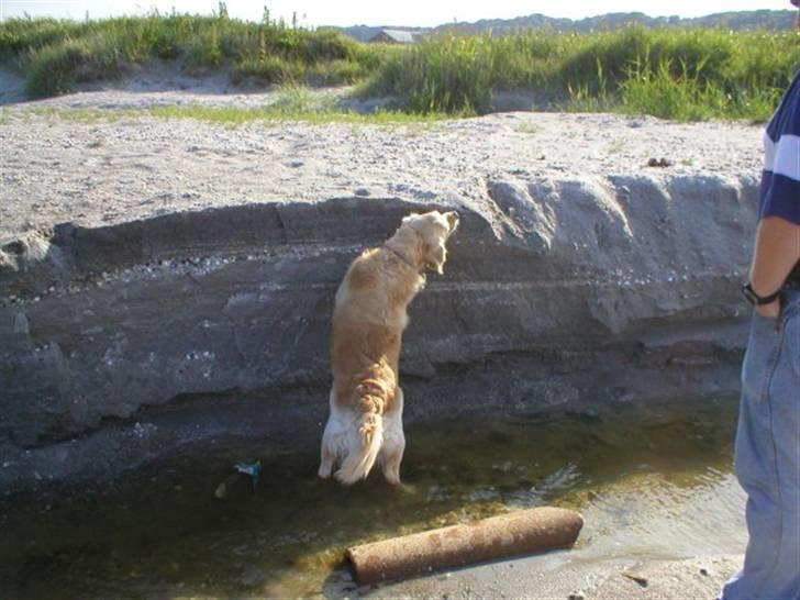 Golden retriever R.I.P Gombert  - Der er noget højt men jeg prøver billede 6
