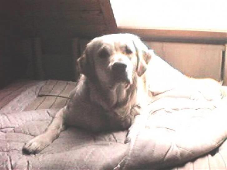 Golden retriever R.I.P Gombert  - Her er jeg i min seng billede 9