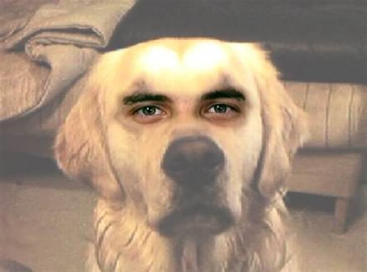 Golden retriever R.I.P Gombert  - Her har far lavet sjov med midt foto billede 10