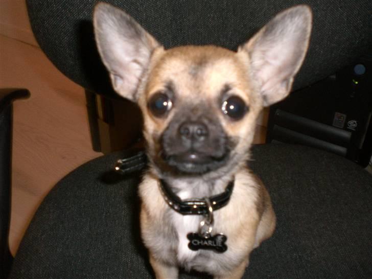 Chihuahua Charlie *LØBET VÆK* billede 1