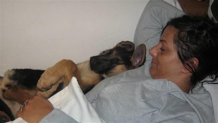 Schæferhund Alderslyst Xandra (Chili) billede 10