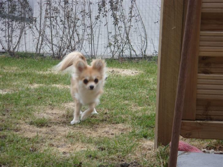 Chihuahua Divine Angel - Nyt April 2010 billede 18