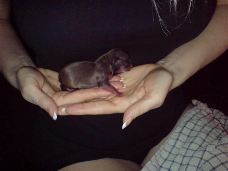 Chihuahua Divine Angel - Angel 1 dag gammel billede 1