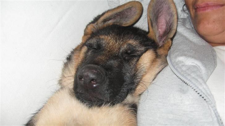 Schæferhund Alderslyst Xandra (Chili) billede 12