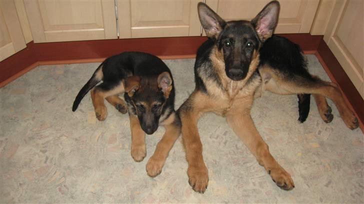 Schæferhund Alderslyst Xandra (Chili) billede 13