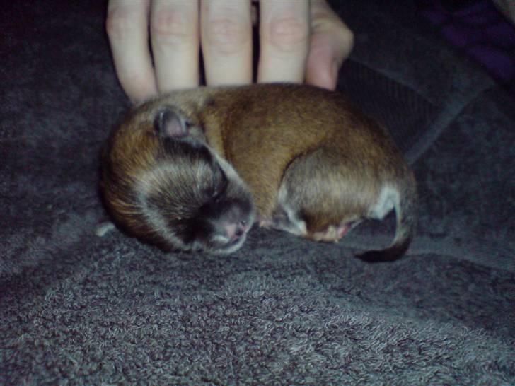 Chihuahua Divine Angel billede 3