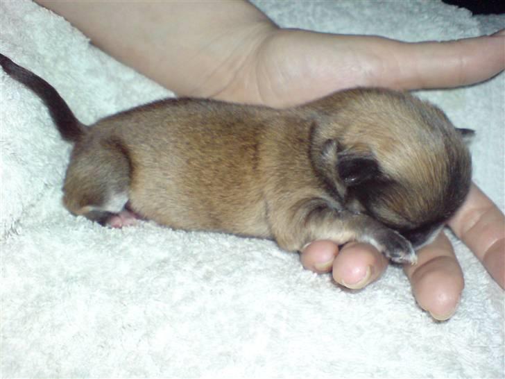 Chihuahua Divine Angel billede 2