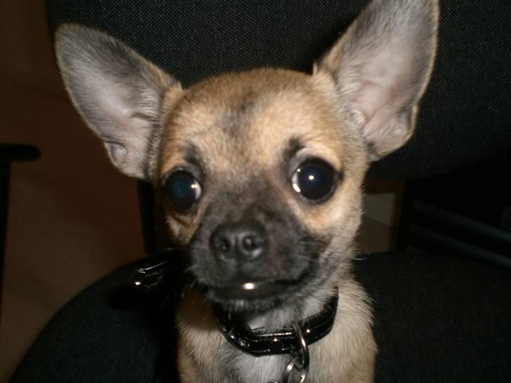 Chihuahua Charlie *LØBET VÆK* billede 2