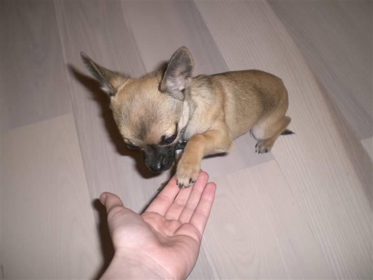 Chihuahua Charlie *LØBET VÆK* billede 3