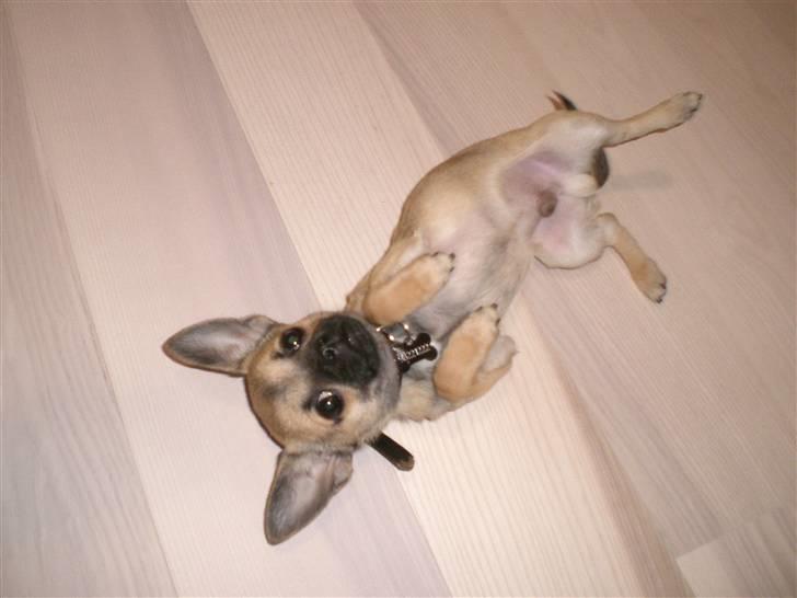 Chihuahua Charlie *LØBET VÆK* billede 4