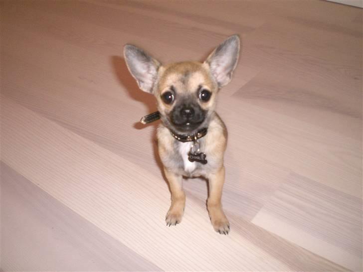 Chihuahua Charlie *LØBET VÆK* billede 5