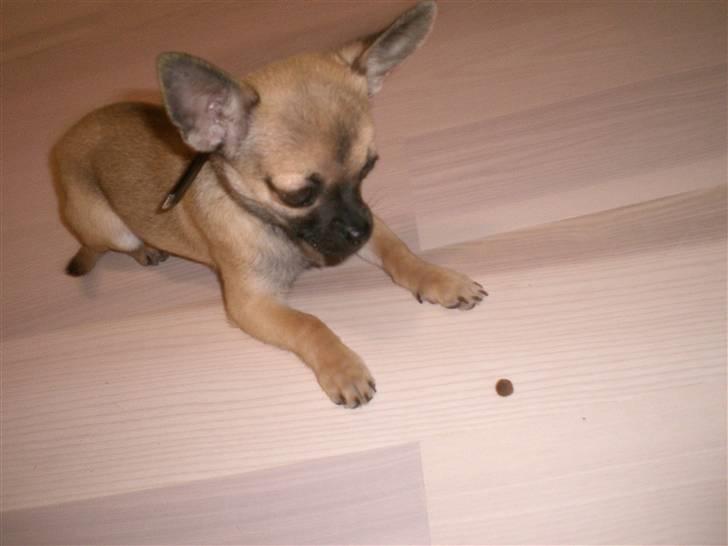 Chihuahua Charlie *LØBET VÆK* billede 6