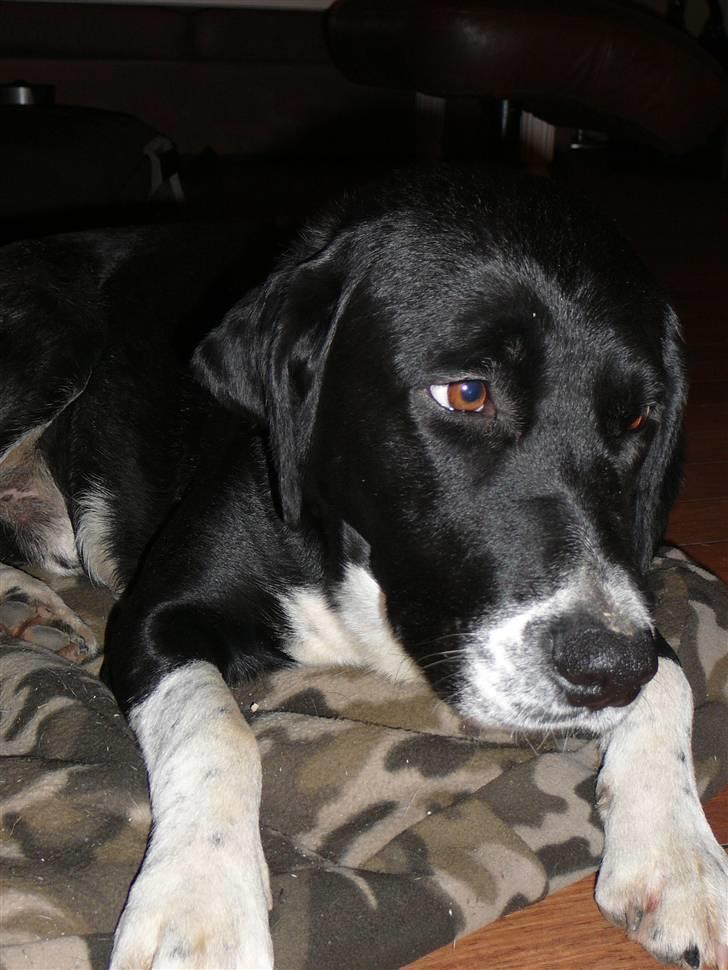 Blanding af racer Basse billede 7