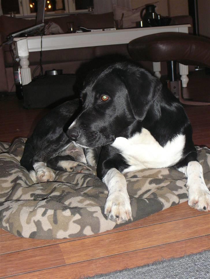 Blanding af racer Basse billede 8