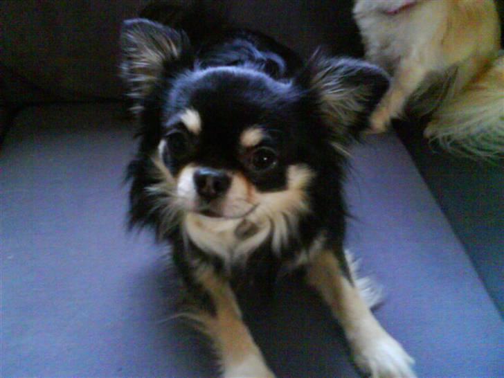 Chihuahua Legolas billede 10