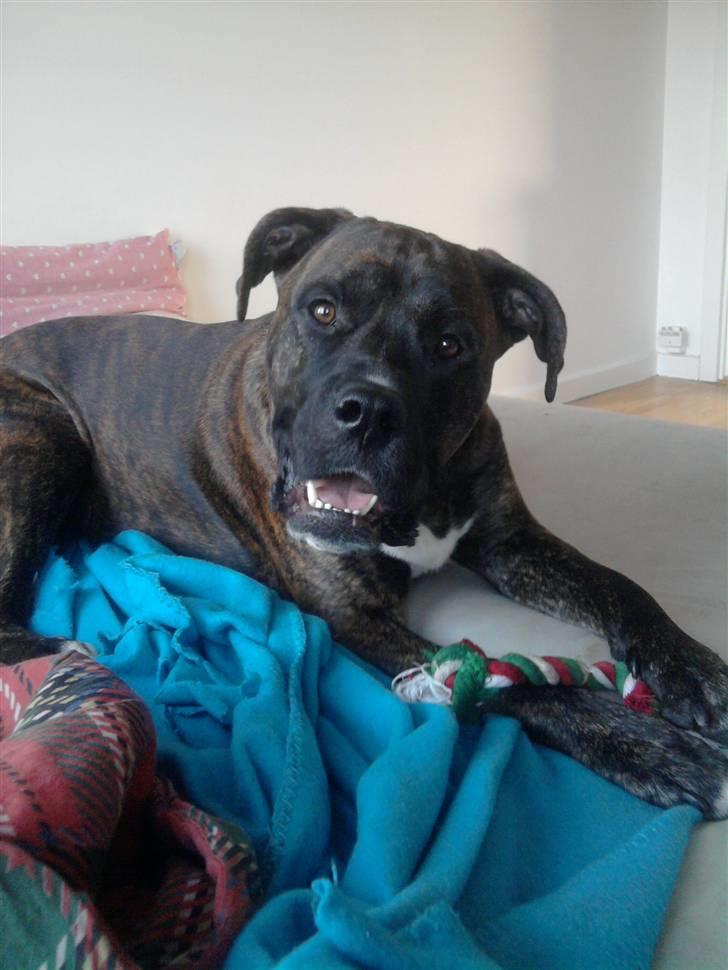 Blanding af racer Rex - Velkommen til Rex´s profil. :) billede 1