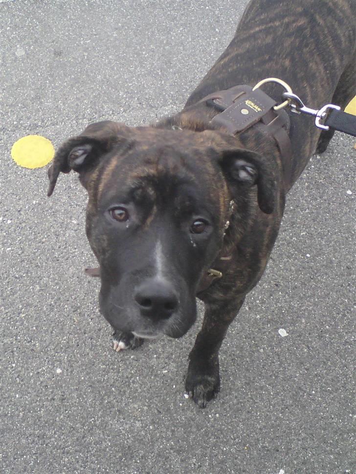 Blanding af racer Rex billede 2