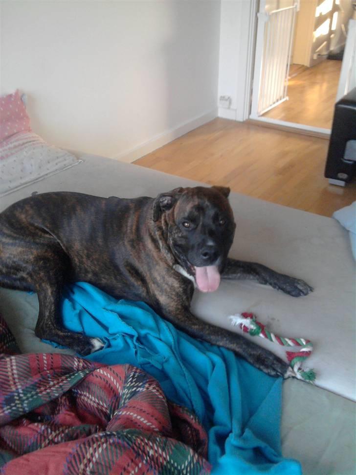 Blanding af racer Rex billede 3