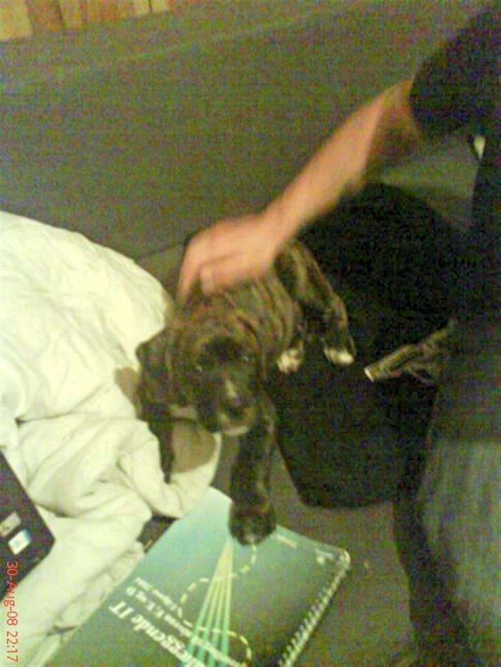 Blanding af racer Rex billede 5